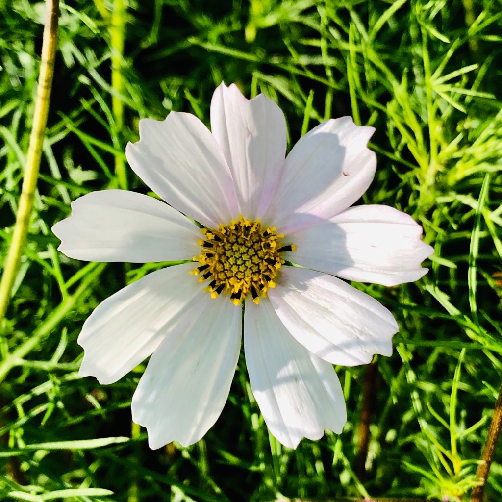cosmos | Gardening in the North